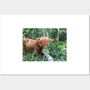 Scottish Highland Cattle Cow 2042 Posters and Art